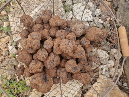 La truffe du Perigord, ou truffe noire. Tuber melanosporum, est considérée comme l'un des plus grands trésors de la gastronomie française. Avec son arôme puissant et sa saveur inimitable, elle est prisée par les restaurateurs et les gourmets du monde entier. Pour acheter cette précieuse denrée, il est essentiel de connaître certaines pratiques et lieux. Tout d'abord, se rendre sur un marché aux truffes est l'une des meilleures options. Le marché de Sarlat, situé dans le Perigord Noir, est particulièrement réputé. C'est ici que les truffiers, armés de leurs chiens truffiers, viennent vendre leurs récoltes. On y trouve des truffes fraîches de différentes qualités, notamment des truffes noires du Perigord, des truffes blanches d'Alba et des truffes de Bourgogne. La période de récolte de la truffe noire s'étend généralement de fin novembre à début mars, avec un pic autour de fin février. Lors de votre visite au marché, il est important de vérifier l'état de la truffe. Une truffe fraîche doit être ferme, parfumée, et exempte de verrues ou de zones endommagées. N'hésitez pas à demander à sentir les tubercules, car l'arôme est un bon indicateur de leur qualité. Différentes truffes du Périgord vous sont proposé a la vente directe de la truffière en Perigord Noir